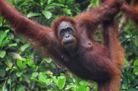 Adaptations Of Orangutans