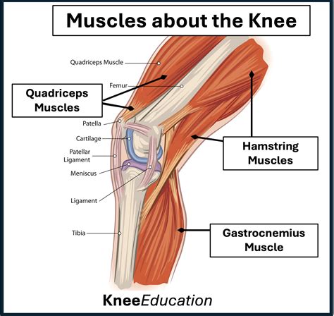 Knee Anatomy - Knee Education