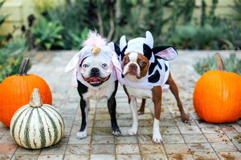 Dog Costumes For Halloween