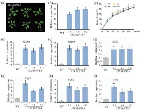BcABF1 Plays a Role in the Feedback Regulation of Abscisic Acid ...