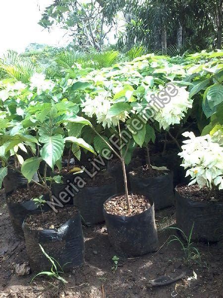 White Mussaenda Plant Manufacturer Supplier in Hojai India