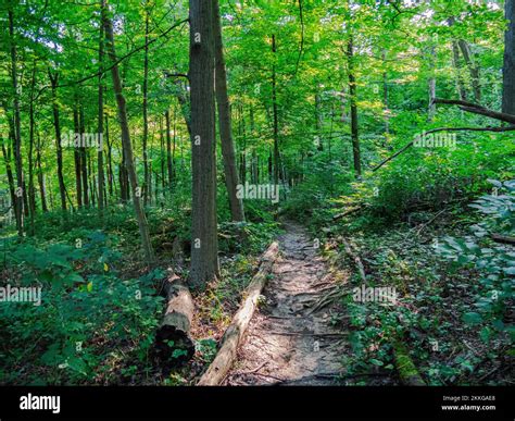 A pathway in a forest in Braddock's Trail Park, Westmoreland County ...