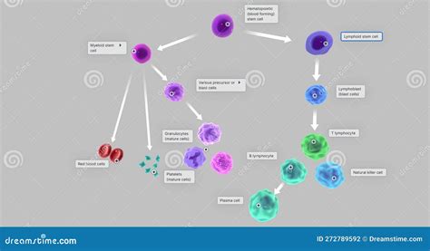 Image result for Blood Cell Lineage Chart