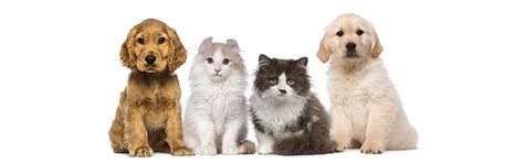 DrPET: Online Veterinary Consultation | Expert Pet Care Services