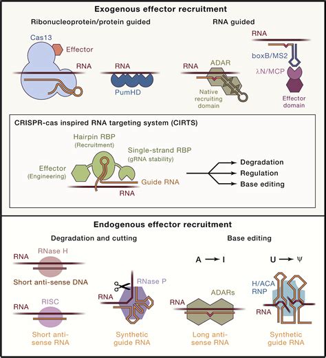 Transcriptome Procedure 的图像结果