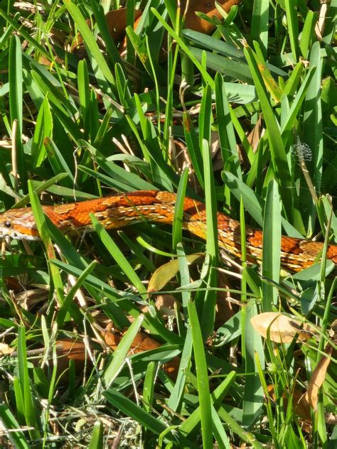 Mid-eastern Florida-corn snake? : r/whatsthissnake