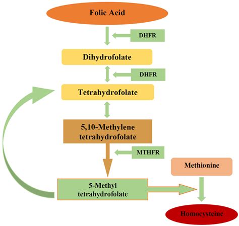 Folic Acid Vs Iron