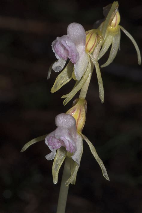 Ghost-Orchid: Epipogium phylum from Huefingen, Germany | Orchids, Nothing but flowers, Ghost orchid