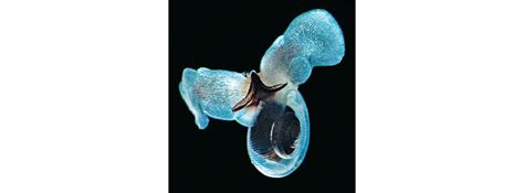 Image result for Sea Creatures Alert Program