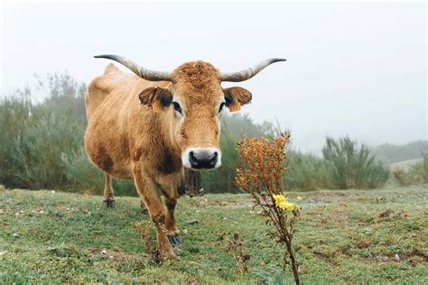 100 Cow Names that are just Mootastic!