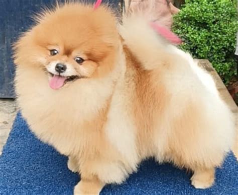 Image result for Diagonal Strided Sparse Matrix Pytorch