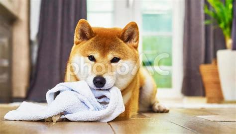 Image result for STR En Python