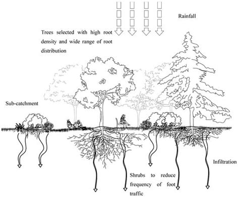 Effects of Tree Root Density on Soil Total Porosity and Non-Capillary ...