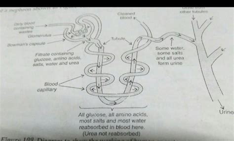 Diagram of nephron easier - Brainly.in