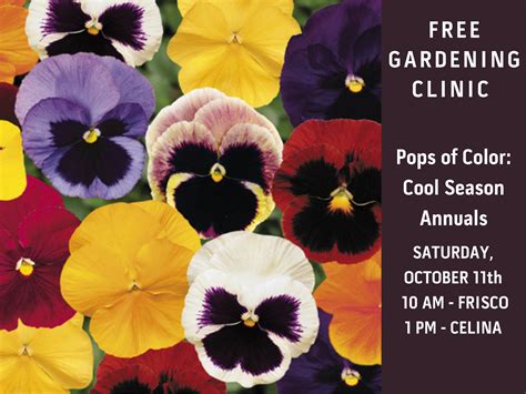 Pops of Color: Cool-season Annuals that Wow! - Shades of Green Nursery ...