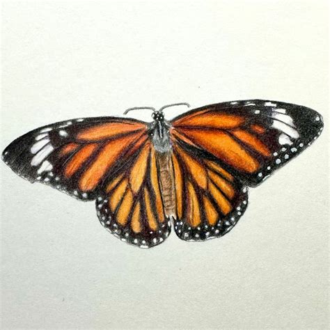 Image result for Butterfly Drawing Tutorial