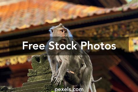 Code Monkey Animation 的图像结果