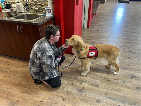 Service dogs help Mount Horeb students and staff deal with trauma