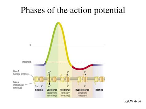 Action Potential Simple Steps 的图像结果