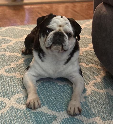 Buffalo Pug & Small Breed Rescue, Inc.