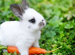 Image result for Baby Bunny Rabits