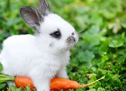 Image result for baby rabbit names