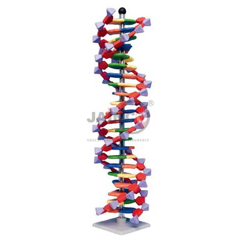 Mini DNA 22 layer base pair Molecular Model India, Mini DNA 22 layer ...