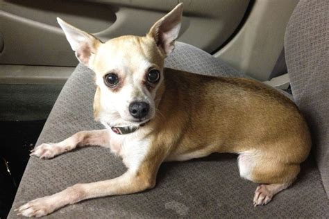 Italian Greyhound Chihuahua Mix