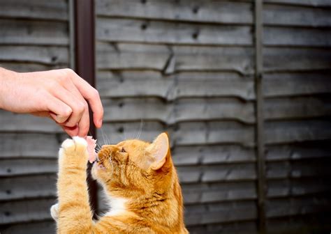 Can cats eat ham? Is ham bad for cats? - Ginger Cat House