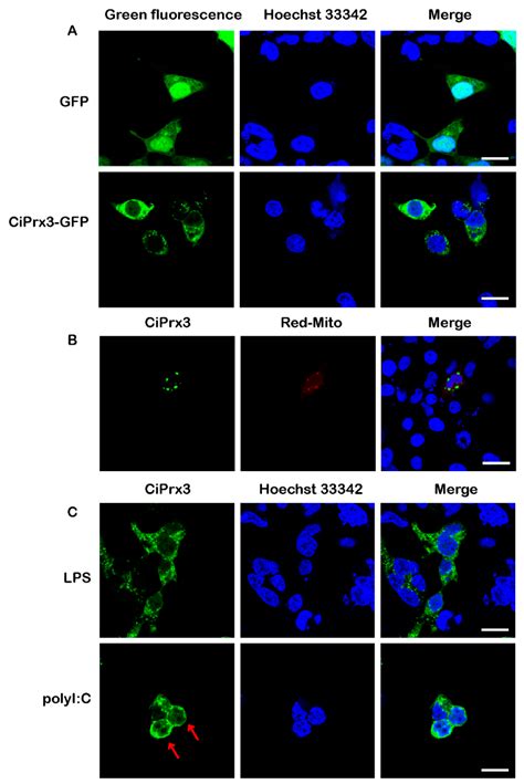Grass Carp Prx 3 Elevates Host Antioxidant Activity and Induces ...