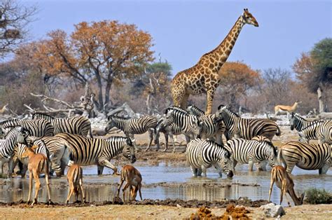 Mammal Native to Asia and Africa: Species Guide