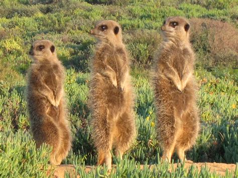 Discover Indigenous Animals of South Africa