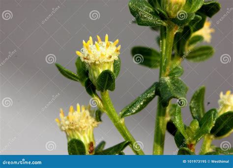 Coyote Brush, Chaparral Broom, Baccharis Pilularis Subsp. Pilularis ...