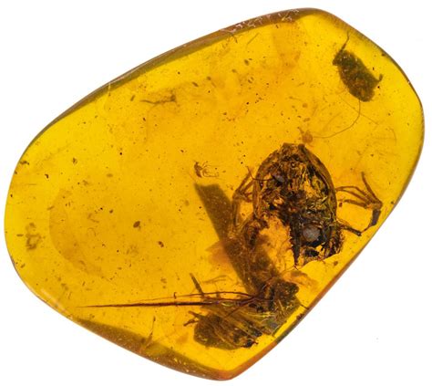 Amber Fossils For Kids