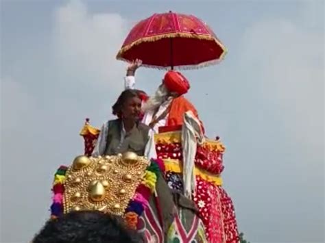 In Kadi, the elephant was electrocuted when the umbrella on the ...