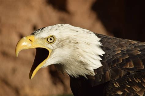 The Eagle Is Molting | blogsense-by-barb