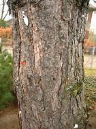 Image result for Bark Cortex