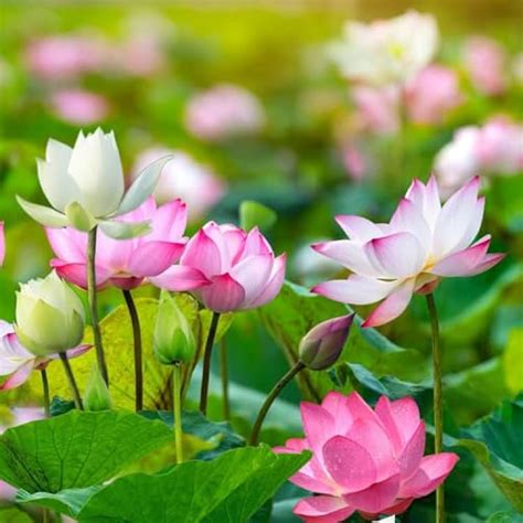 WilyFox Rare Lotus Seeds for Planting 15 Pre-Cut Bonsai India | Ubuy