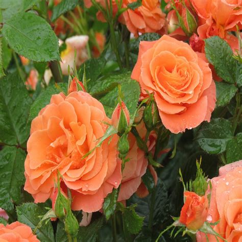 Newsflash | Floribunda Rose — Mainaam Garden