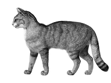 Cat Illustration Free Stock Photo - Public Domain Pictures