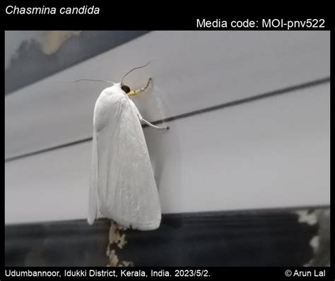 Chasmina candida | Moths