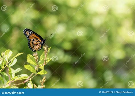 Viceroy Butterfly, Limenitis Archippus, Side Profile Stock Image - Image of colorful, side ...