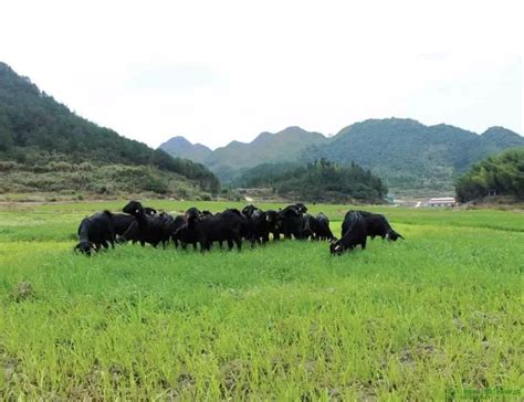 2020中国农牧企业500强排行榜（一）[5]_风云榜单_++阳光畜牧网-畜牧养殖-动物保健++