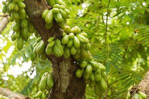 PLaNeTree Guava Plant Price in India - Buy PLaNeTree Guava Plant online ...