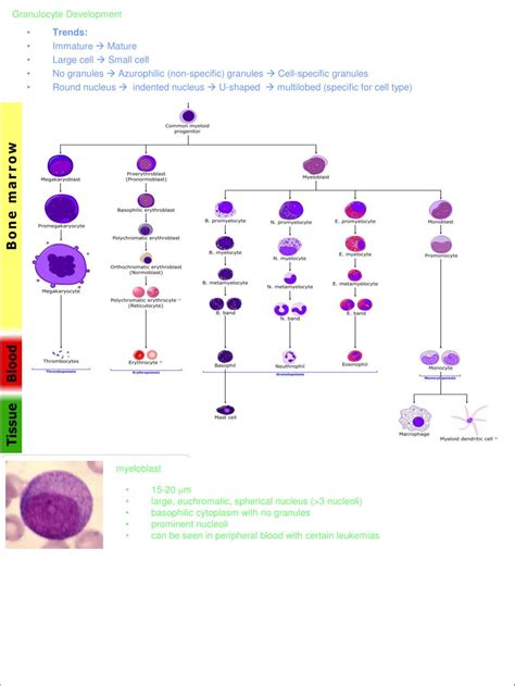 Beyond Bands The Immature Granulocyte Count Lablogatory
