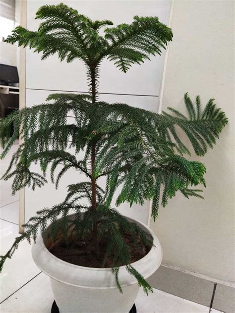 How to Grow and Care For Norfolk Island Pine Indoors - Plantglossary