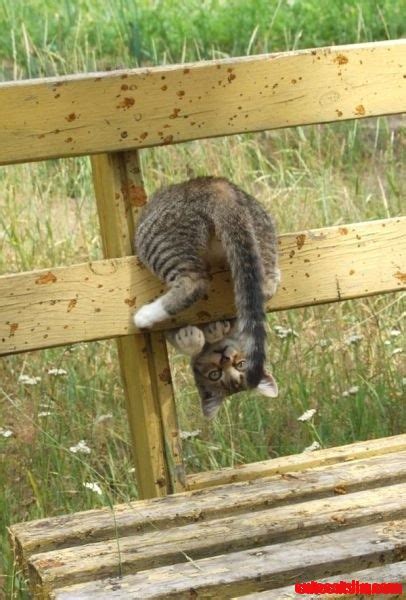 Image result for Help Me Cat