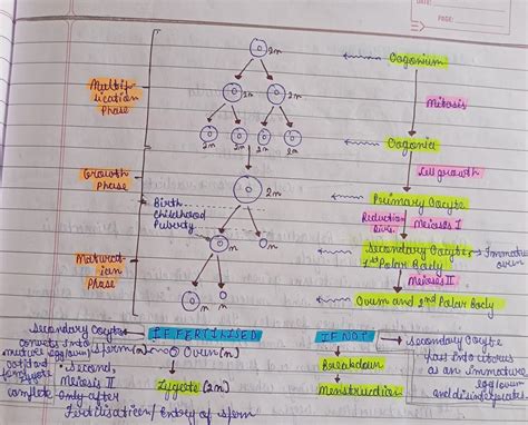 Oogenesis Process Diagrams