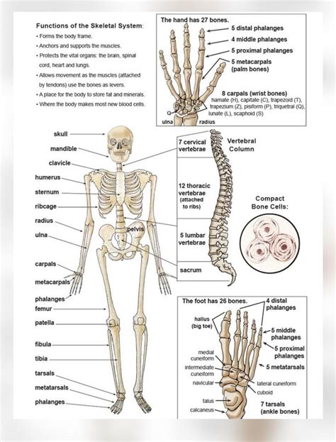 OS Corps 的图像结果