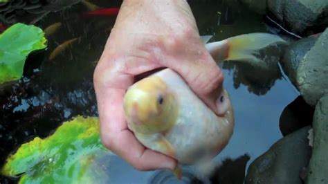 Bildergebnis für pregnant+with+fish